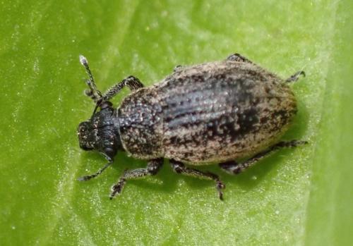 Réf. 323 563 : Strophosoma faber